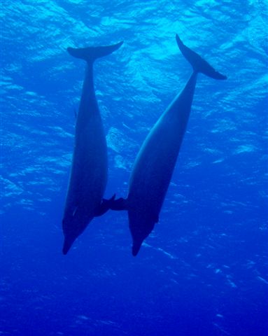 Rangiroa, Rangiroa ou la &#8220;dure&#8221; vie aux Tuamotus !, Mes Carnets du Monde