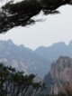 Arbres et Perspectives des Montagnes Jaunes dans la brume à Huangshan