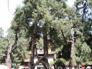 Arbres imbriqués à Pékin en Chine