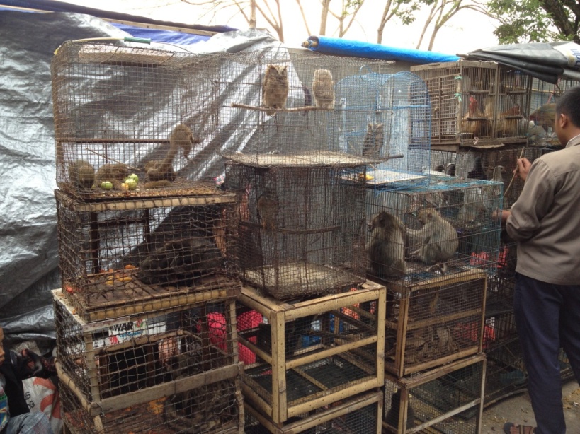 Marchés à Malang : Oiseaux