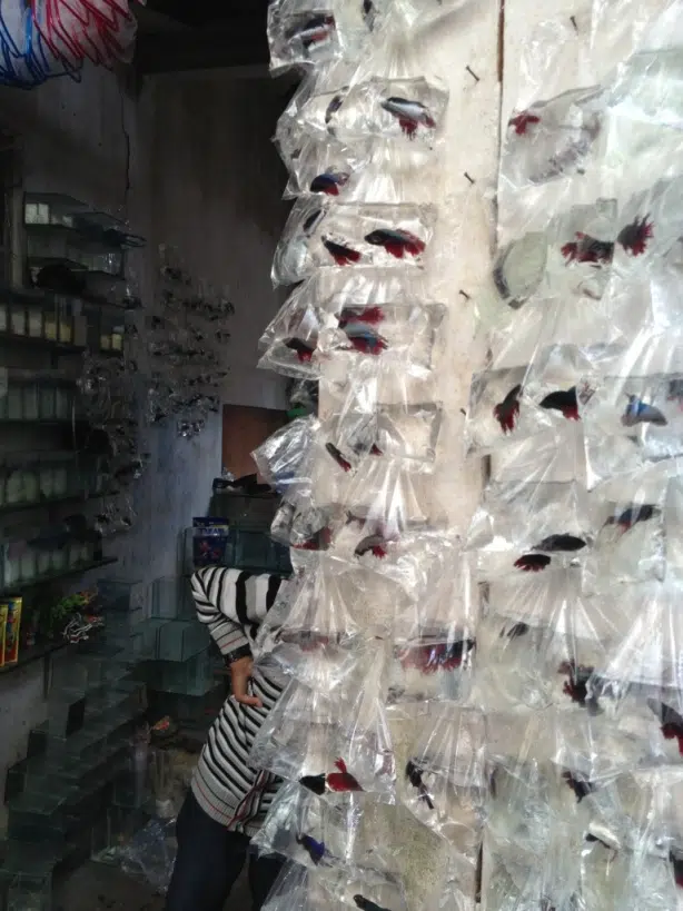 Marchés à Malang : Poissons