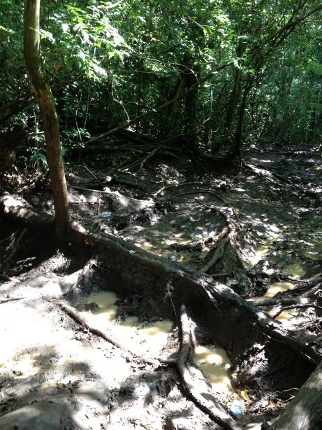 dans la forêt de Sempu Island (Palau Sempu)