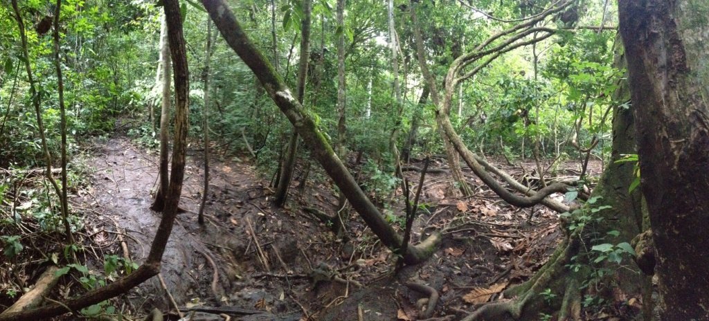 Forêt tropicale en Indonésie