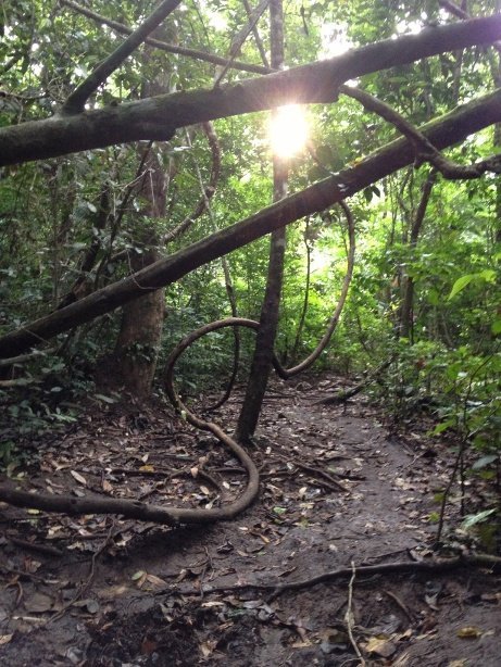 lianes dans la forêt de Sempu Island (Palau Sempu)