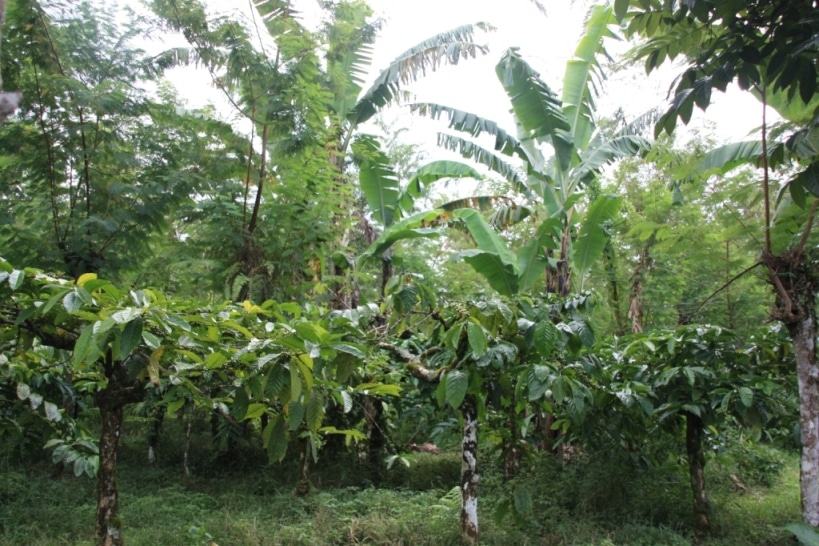 Plantation de café sur les pentes du Kawah Ijen