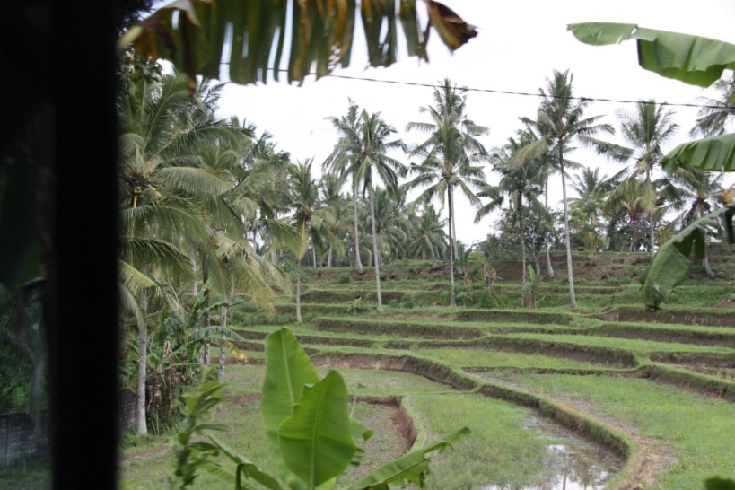 Rizières à Java Est