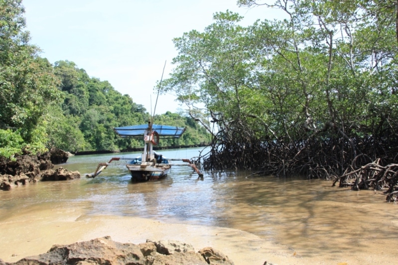 Mangrove de Sempu Island (Palau Sempu)