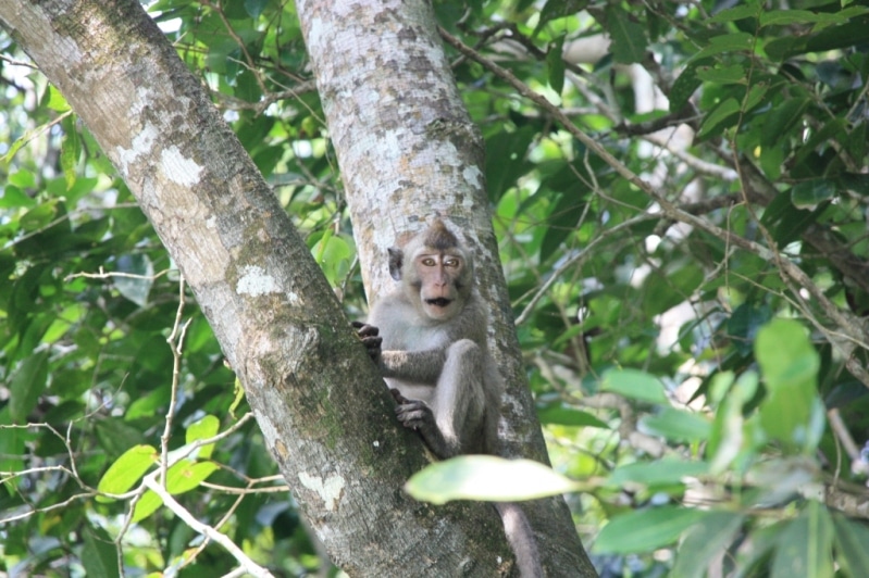 Singe dans la forêt à l'est de l'ile de Java en Indonésie