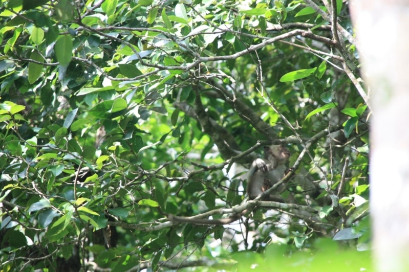 Singe dans la forêt indonésienne à l'Est de Java