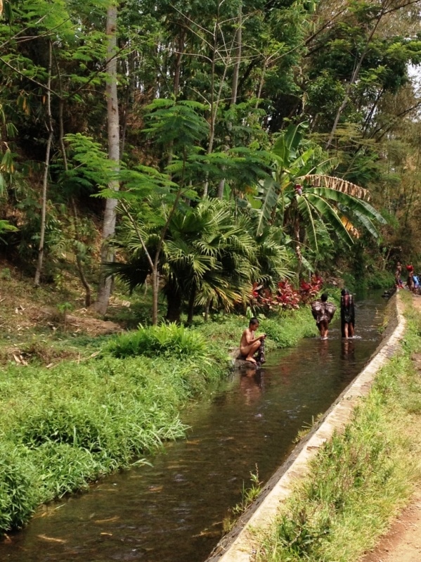 Lessive dans les rizières de Java