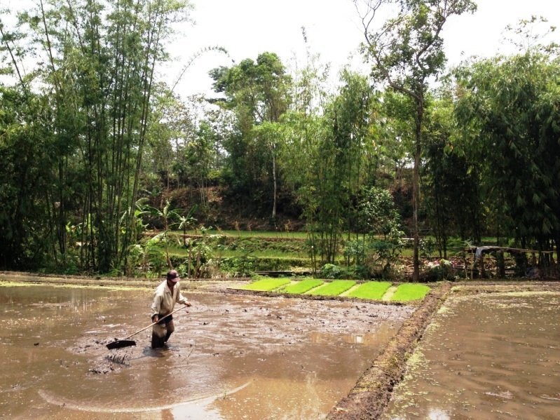 Fermier Dans les Rizières de Java