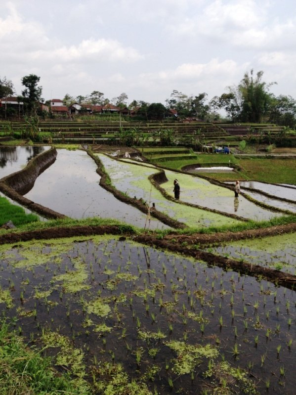 Dans les rizières en terrasse de Java