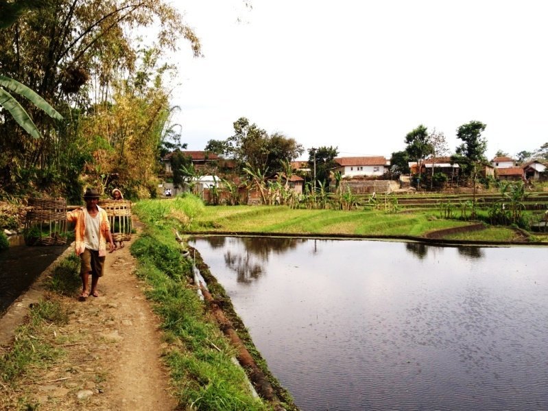 Fermier dans les rizières de Java