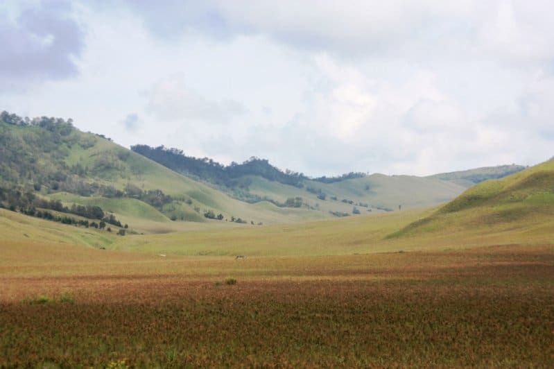 Dans la steppe du Mont Bromo