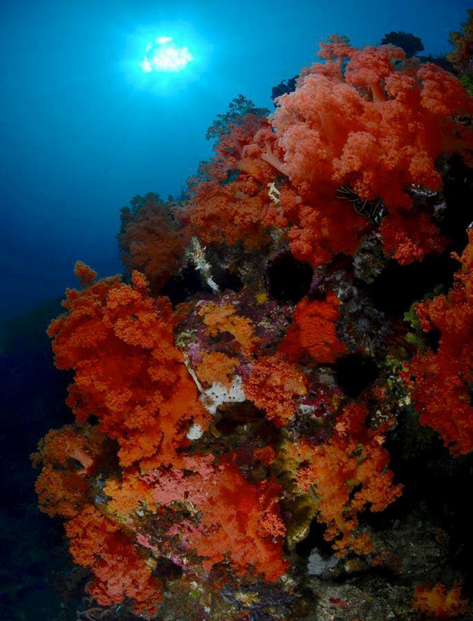 Corail Mou rouge sous l'eau à Nusa Penida