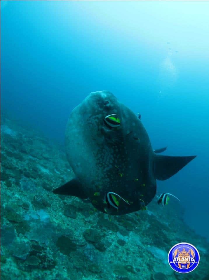 Plongée à Nusa Penida : Mola Mola