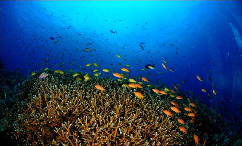 Plongée à Nusa Penida : Coraux branche et poissons