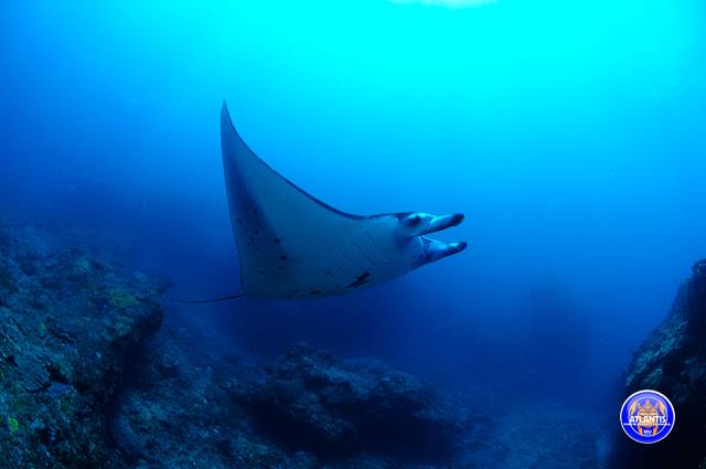 Plongée à Nusa Penida : Raie Manta à Manta Point