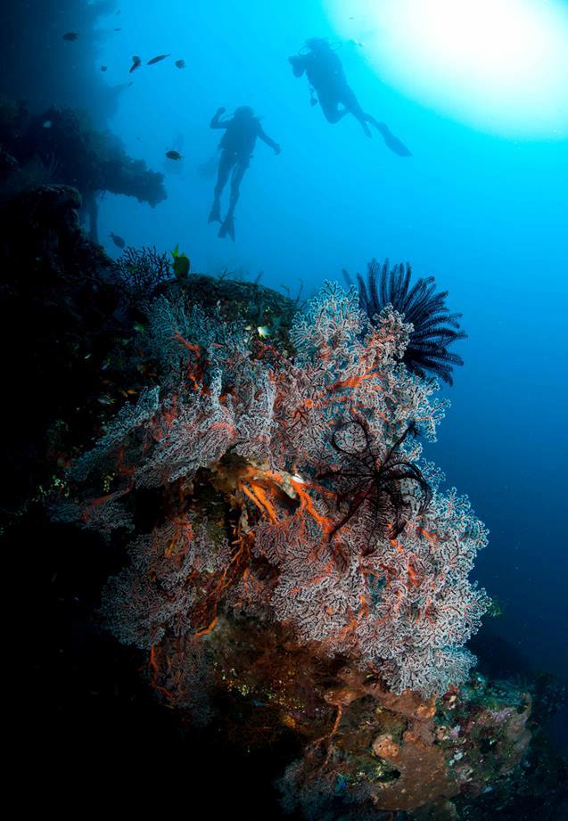 Corail et plongeurs sous l'eau à Bali