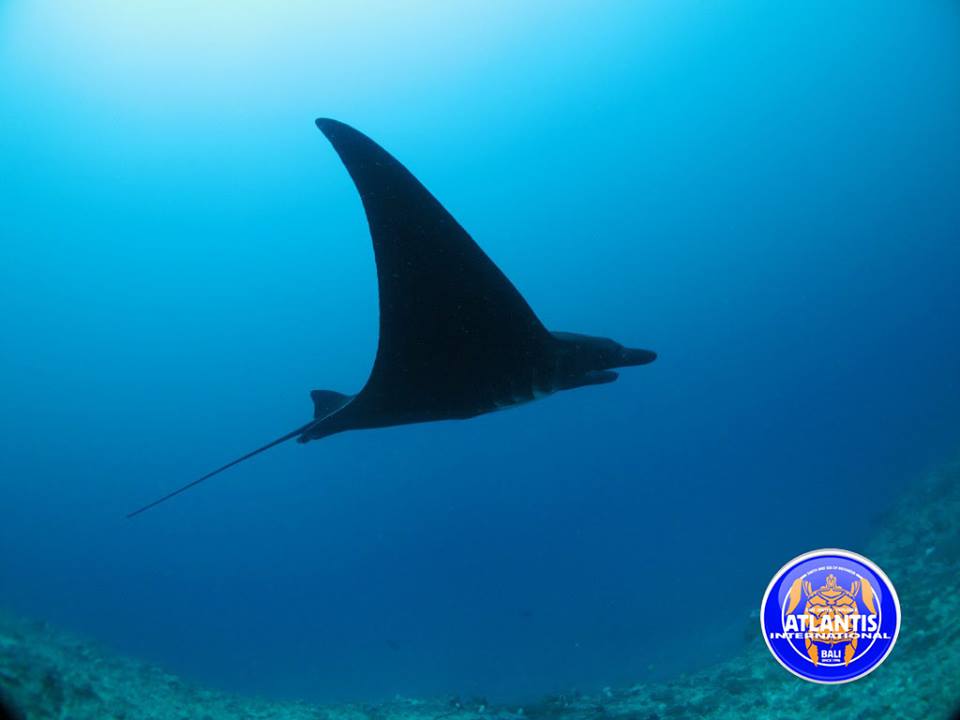 Plongée à Nusa Penida : Raie manta