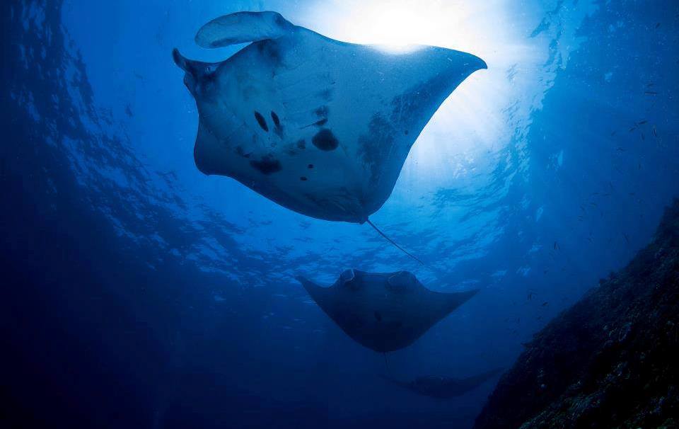 Plongée à Nusa Penida : Ballet de Raies Manta