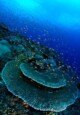 Plongée à Nusa Penida : Coraux et poissons