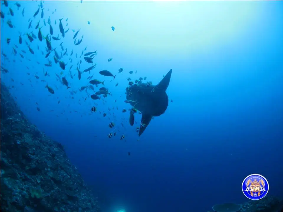 Mola Mola à Nusa Penida