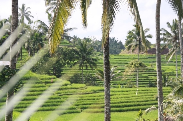 Rizières en terrasse bien vertes sous les palmiers à Bali