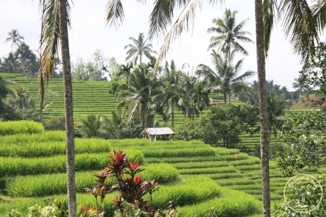 Rizières en terrasse bien vertes sous les palmiers à Bali