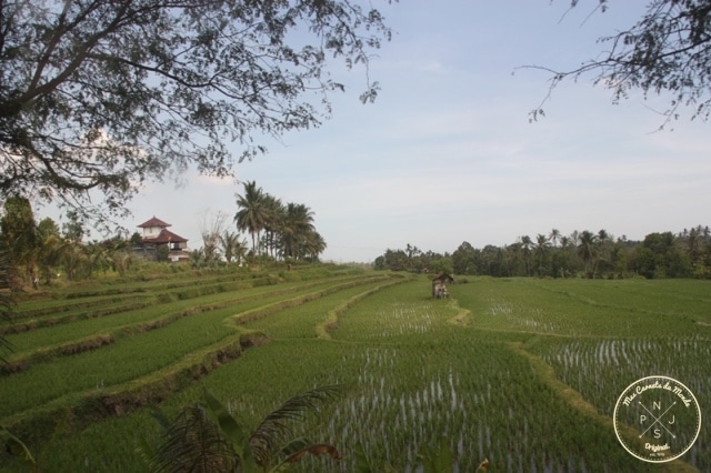 Rizières sous le ciel bleu et palmiers à Bali