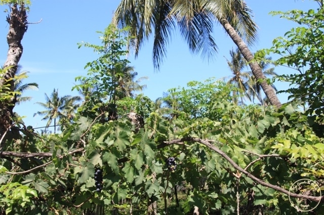 Vignes sous les Palmiers à Bali