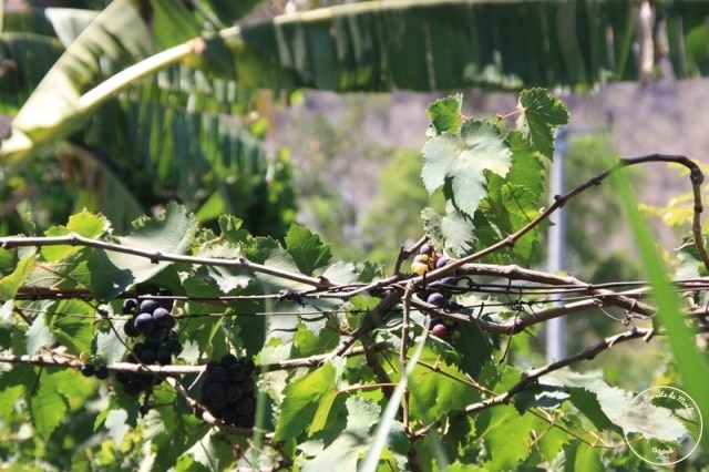 Plantations de Vignes à Bali