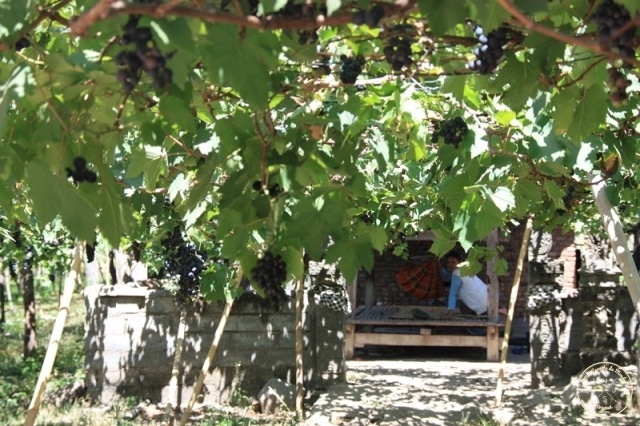 Plantations de Vignes à Bali