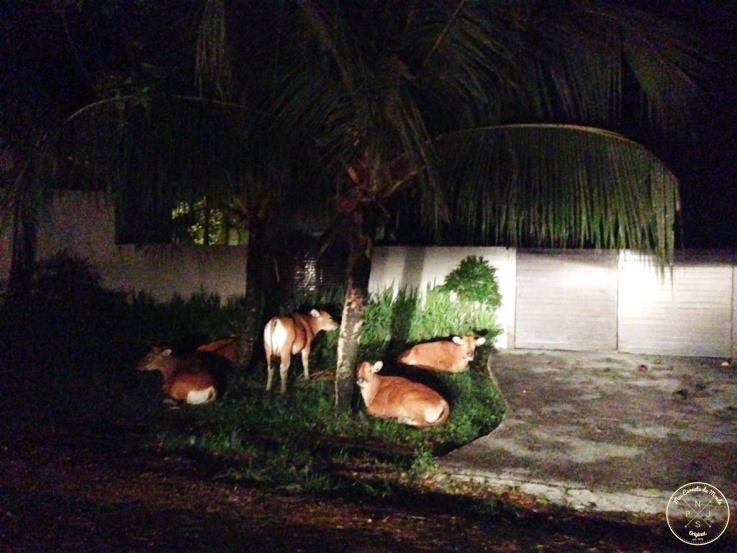 Conduire à Bali : se garer entre les vaches sous les palmiers 