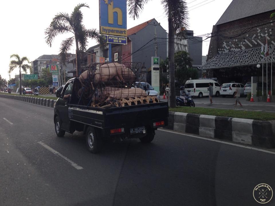 Trasnport de grosses cochonnes à Bali... (toute mauvaise interprétations serait surement fortuite...)