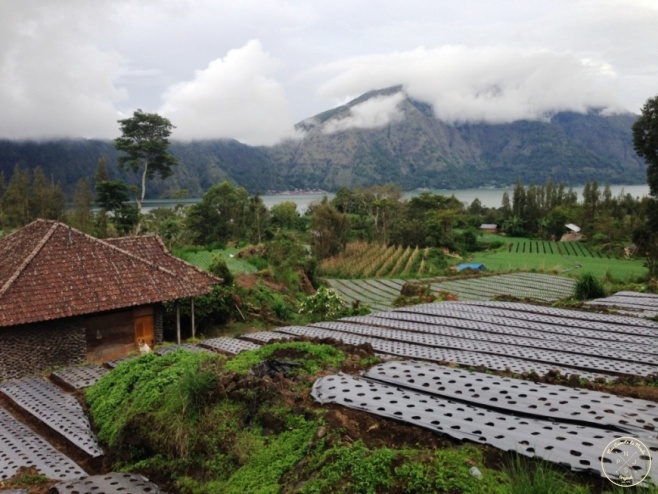 Plantations au bord du Lac Batur