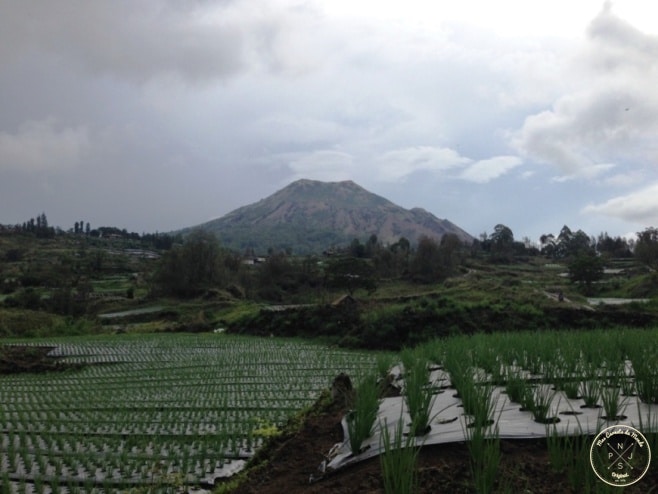 Plantations au bord du Lac Batur