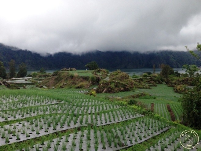 Plantations au bord du Lac Batur