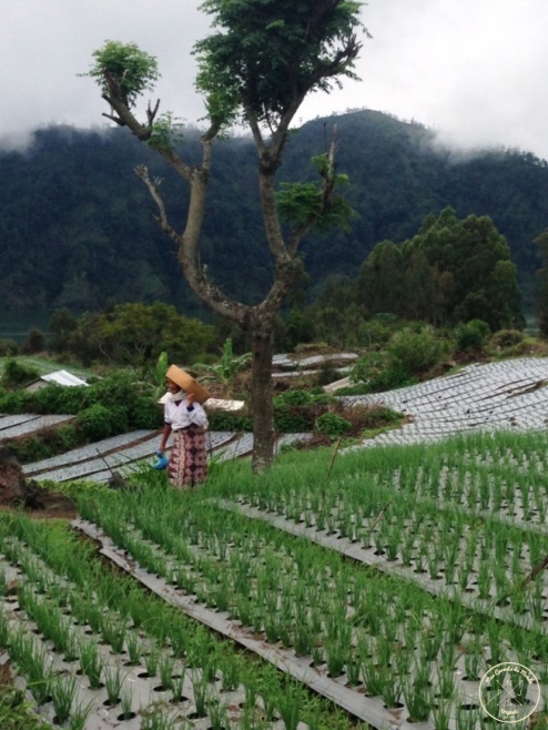 Plantations au bord du Lac Batur