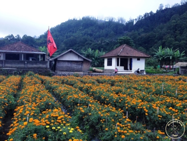 Plantations au bord du Lac Batur