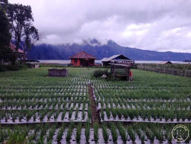 Plantations au bord du Lac Batur