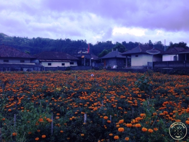 Plantations au bord du Lac Batur