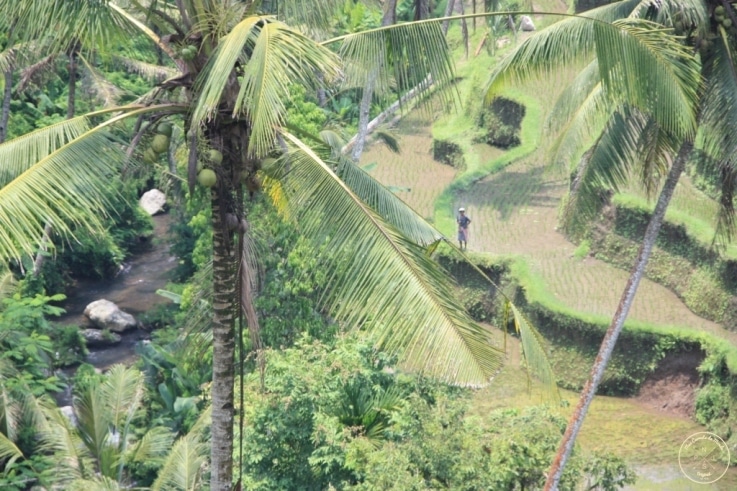 rizieres Bali