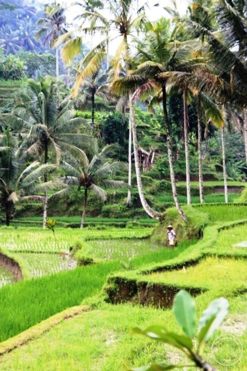 Gunung Kawi Rizières et palmiers