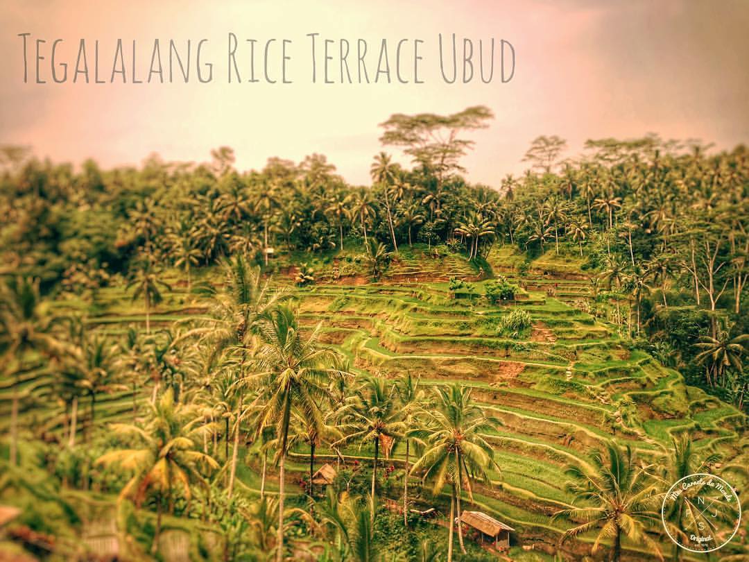 Indonésie - Tegalalang Rice Terrace à Ubud, Bali - Mes Carnets du Monde