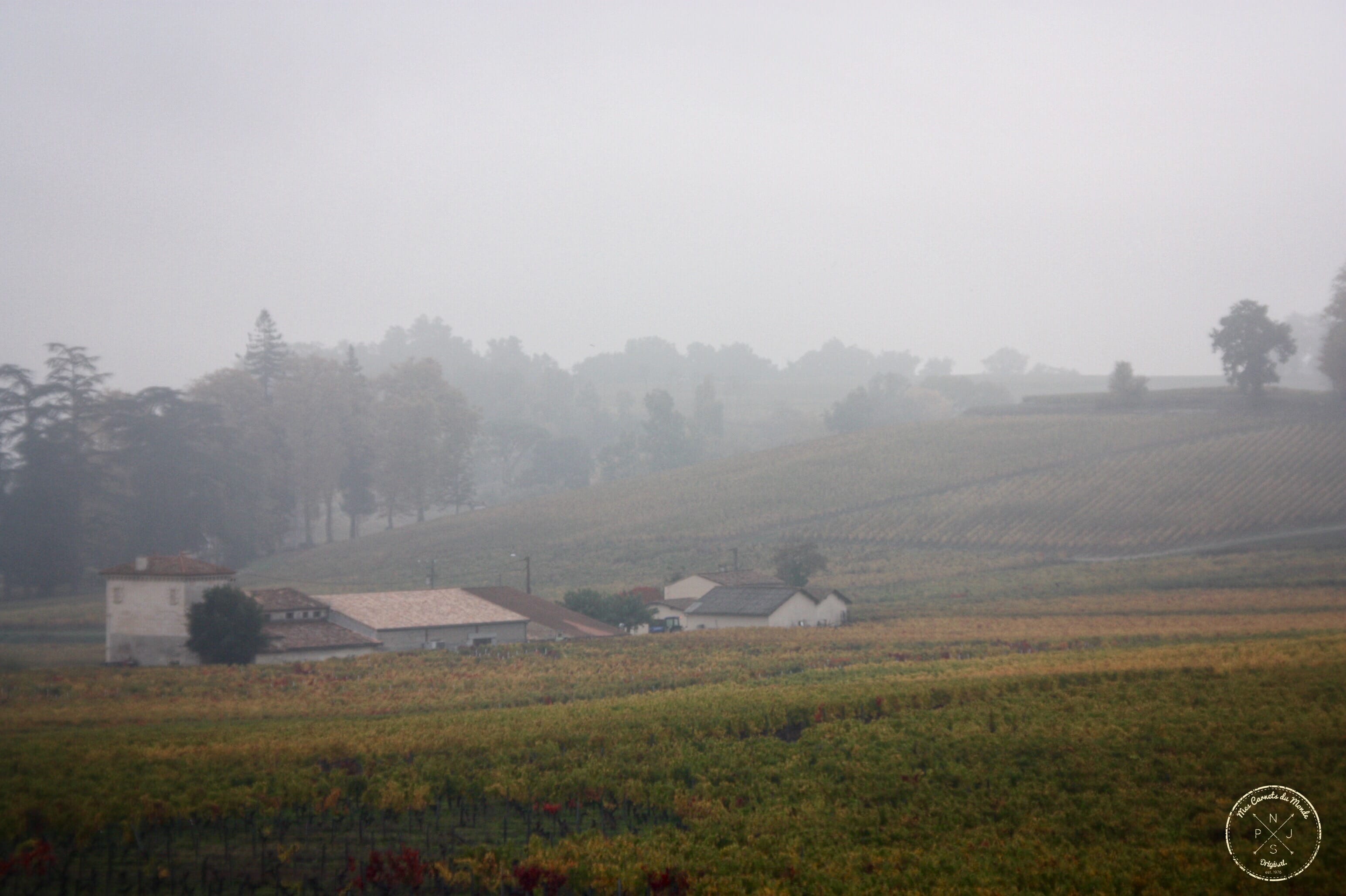 Oenotourisme : Visite de Château Bordeaux - Vignes dans la brume