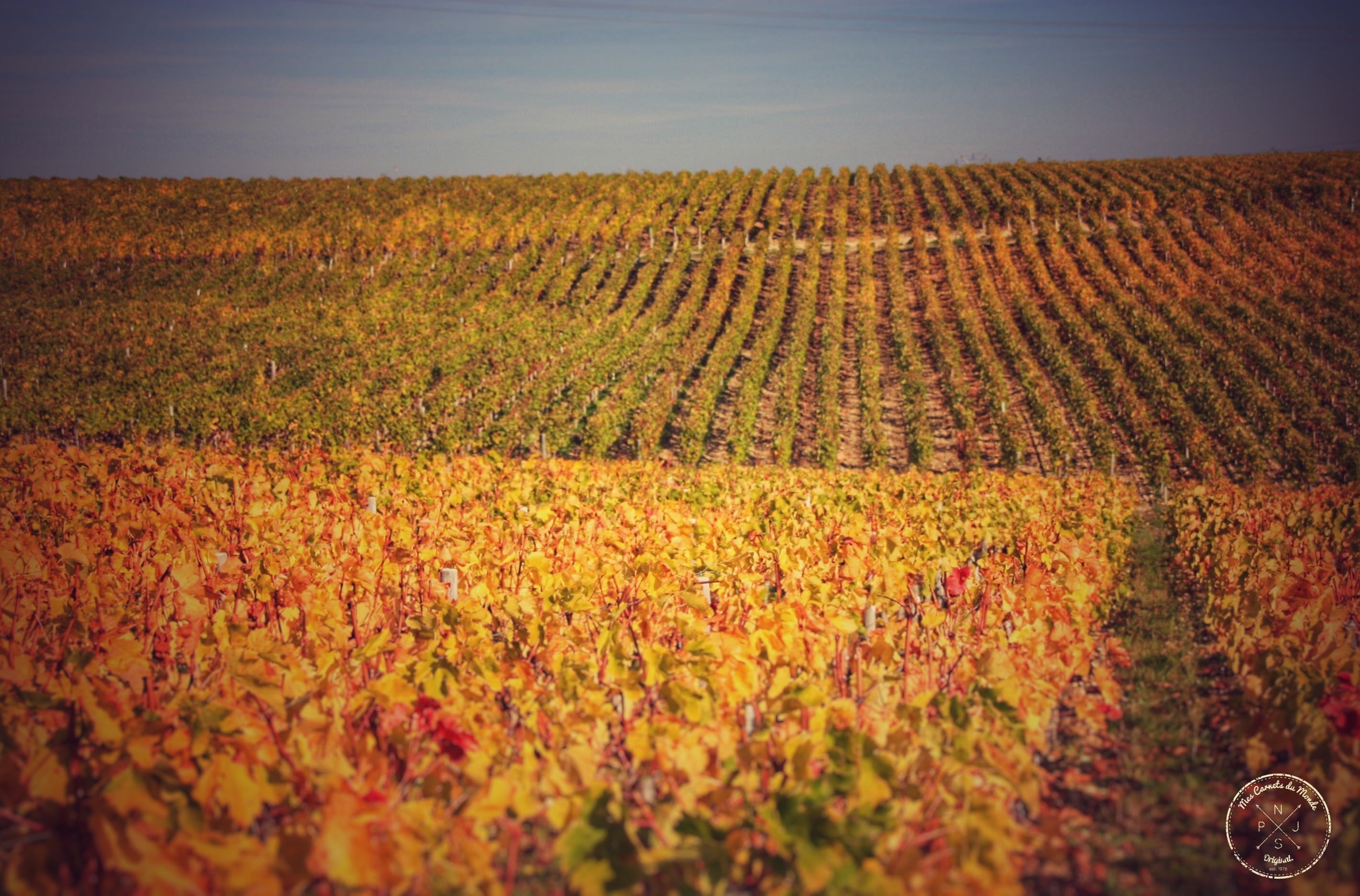 Oenotourisme : Visite de Château depuis Bordeaux (Rangs de vignes)