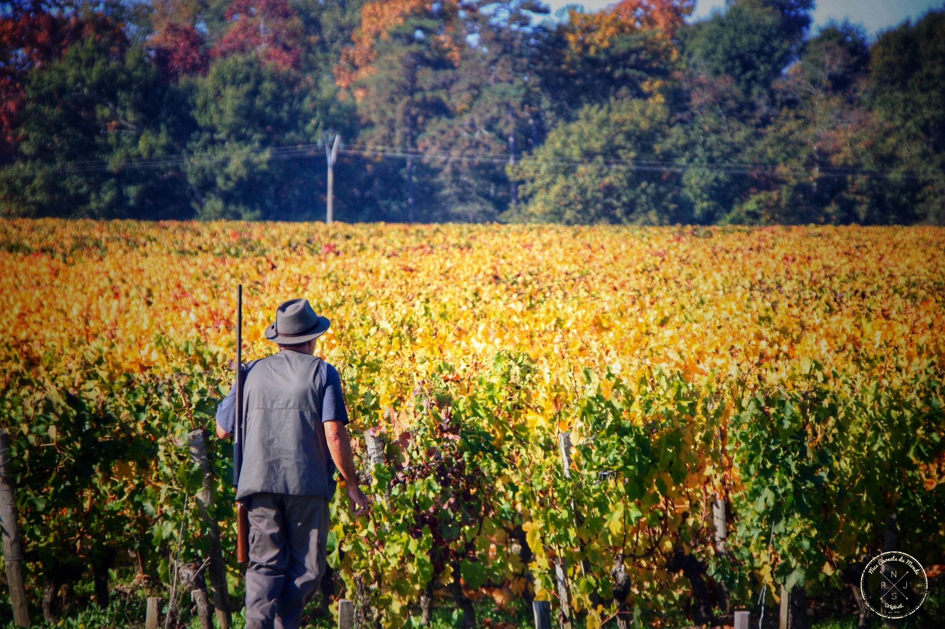Oenotourisme : Visite de Château Bordeaux : Chasseur dans les vignes