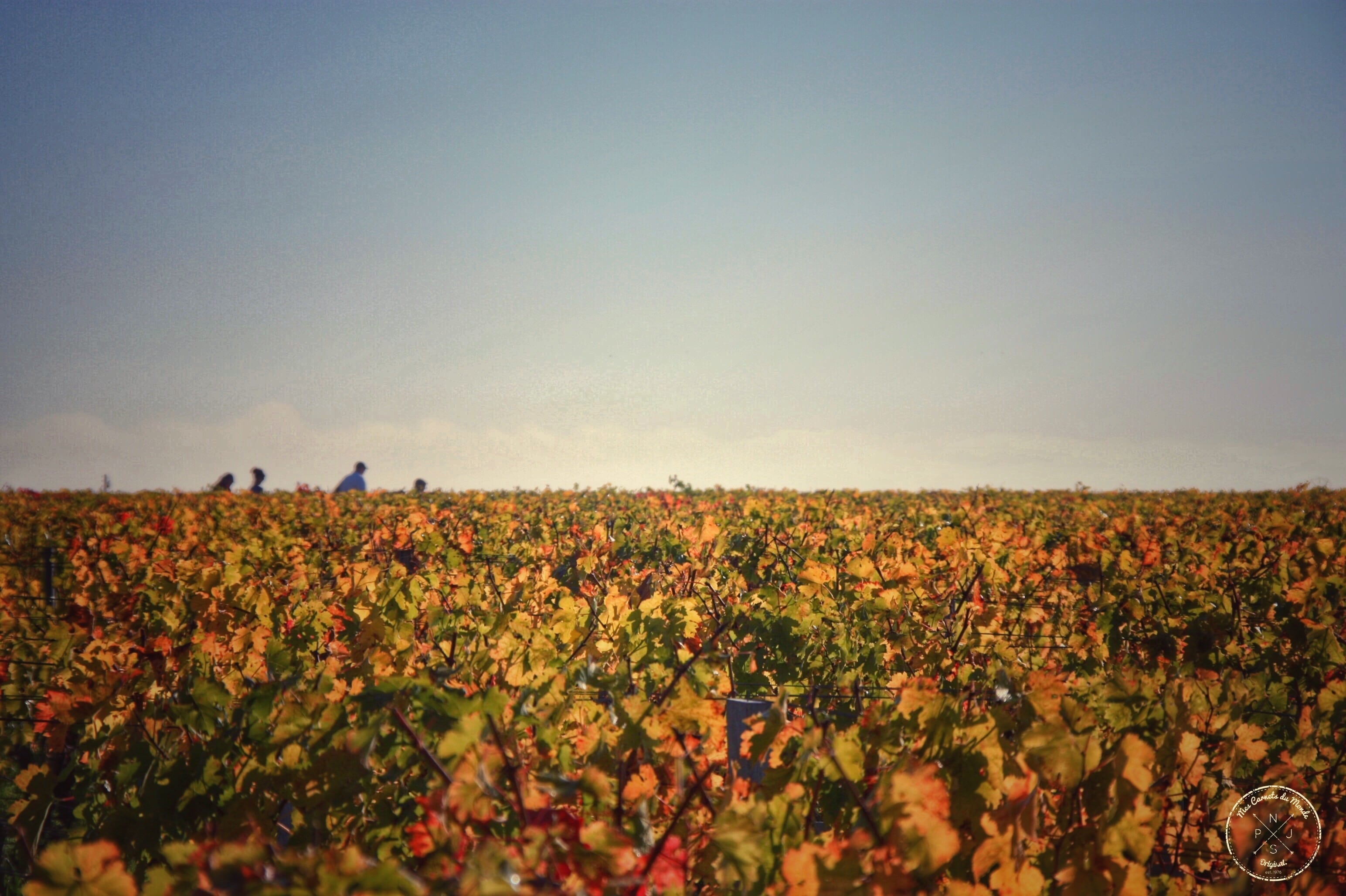 Oenotourisme : Visite de Château depuis Bordeaux - Promenades dans les vignes