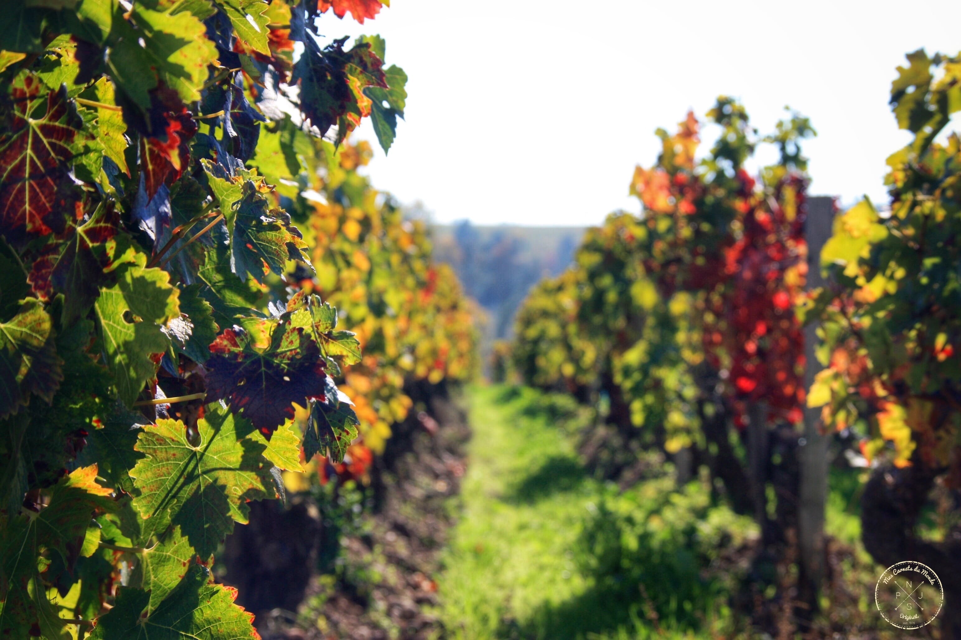 Oenotourisme : Visite de Château depuis Bordeaux - Rangs de vignes